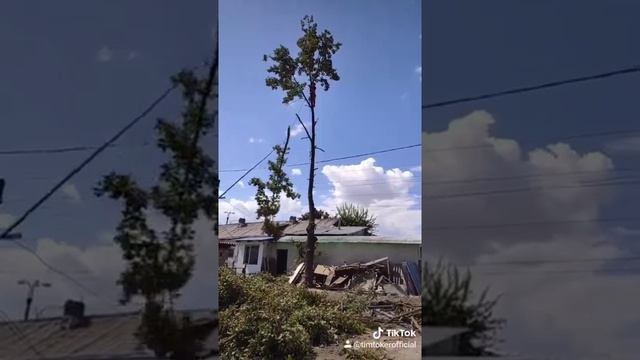 Спилил дуб между домом и проводами смотреть онлайн