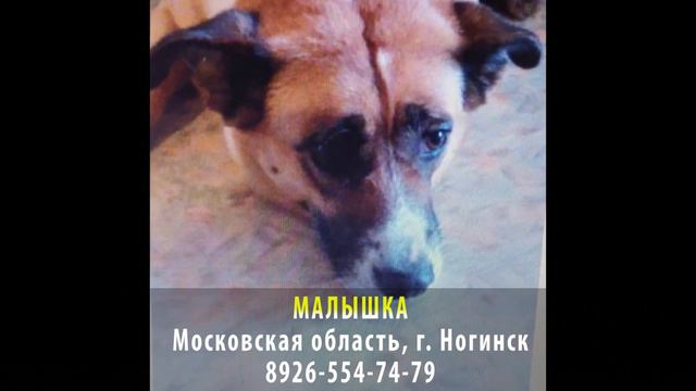 ДОМА! МАЛЫШКА. Московская область, г. Ногинск смотреть онлайн
