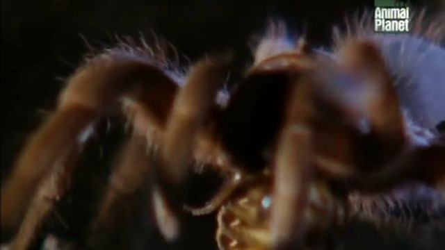 Король пауков - Паук птицеед _Пауки_ смотреть онлайн