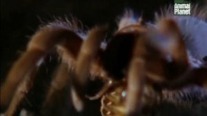 Король пауков - Паук птицеед  _Пауки_