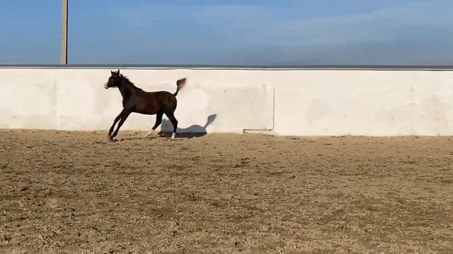 Англо-арабский жеребчик ГЕМБЛ 2021г.р. ЭКВИЛАЙН смотреть онлайн