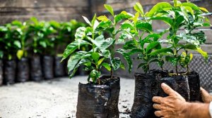 Выращивание кофейных деревьев в домашних условиях как бизнес идея