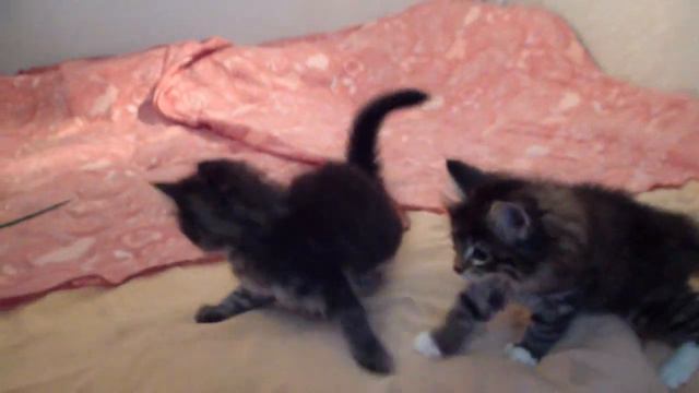 Котята норвежской лесной играют.MP4 смотреть онлайн