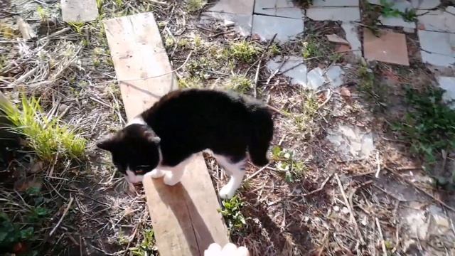 Сажаем помидоры. Купили садовую тачку. Испугали кота-шерсть дыбом! смотреть онлайн