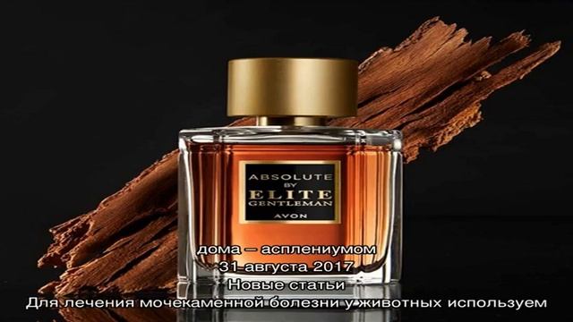 Папоротник полиподиум — роскошный вариант для дома смотреть онлайн