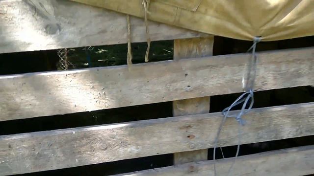 Свинка опоросилась смотреть онлайн