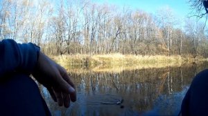 ОКУНЬ НА ОТВОДНОЙ ПОВОДОК на малой реке. Ловля ОКУНЯ на СПИНИНГ.