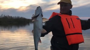 Жерех на кастмастер / Ловля жереха на Волге / Рыбалка осенью / Джиг трилогия #3