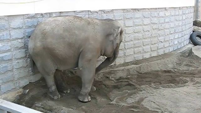 Слон Даша. Екатеринбургский зоопарк. Июль 2009 года. смотреть онлайн