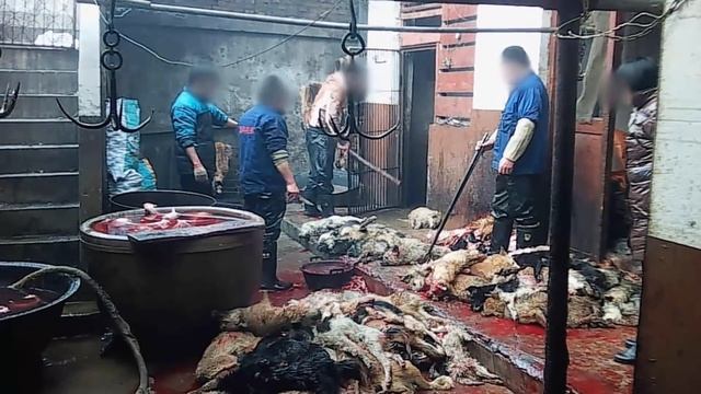 Chinese Dog-Leather Industry Exposed смотреть онлайн