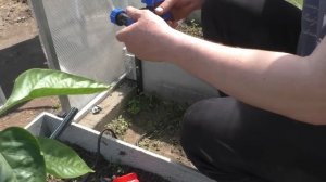 Капельный полив в теплице своими руками !