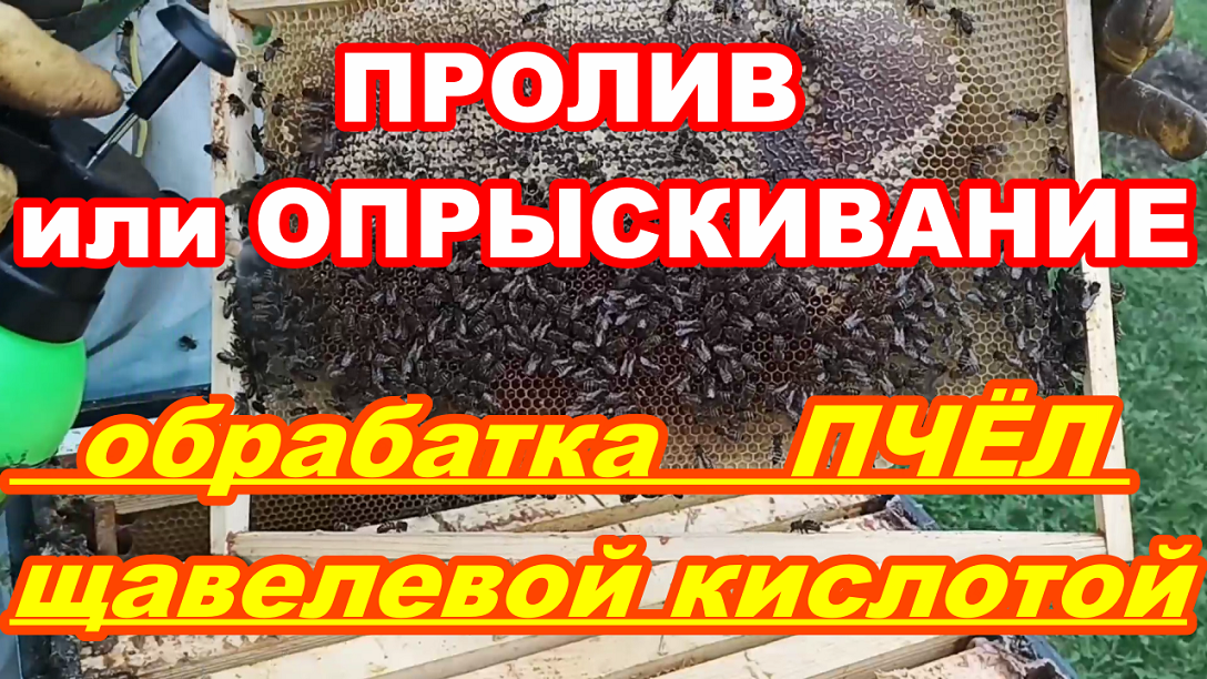 Обработка ПЧЕЛ Щавелевой кислотой ПРОЛИВ или ОПРЫСКИВАНИЕ ? Осеняя обработка пчёл от клеща варроа смотреть онлайн