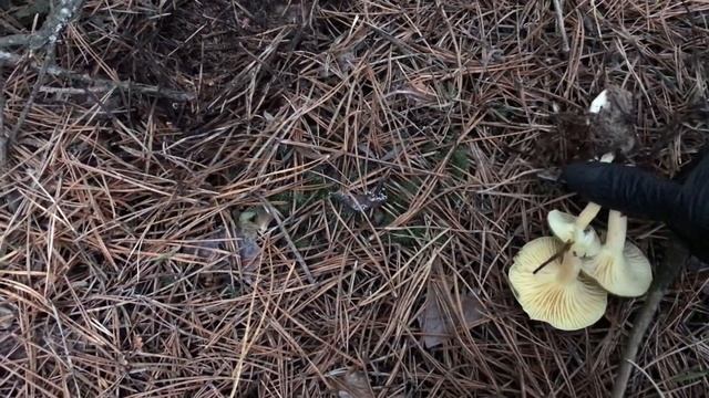 Стоит ли ехать за грибами в конце ноября? Гигрофоры растут полным ходом. смотреть онлайн