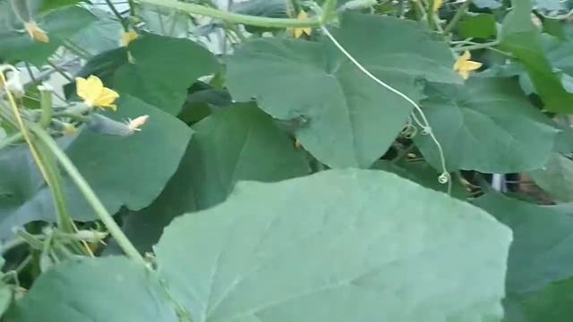 Огурец Кураж радует меня ??????? смотреть онлайн