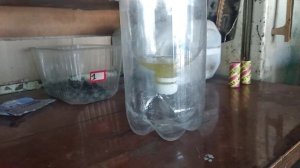 Самодельная ловушка для мух за 5 минут