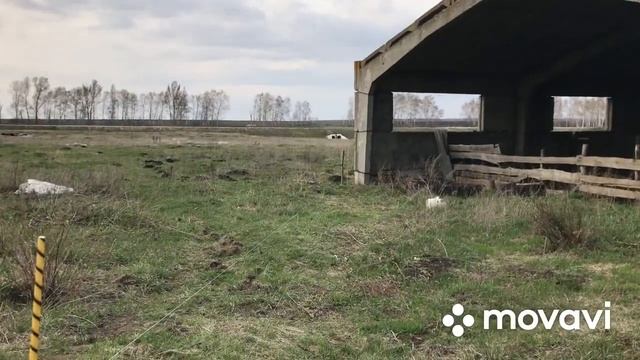 Установка электропастуха своими силами смотреть онлайн