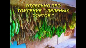 ДНЕВНИК ТАБАКОВОДА № 36 ( 28.07.  Отдельно о томлении « зеленых сортов « ТАБАК