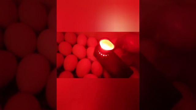 ОВОСКОП. ЗАГЛЯНЕМ ВНУТРЬ КУРИНОГО ЯЙЦА смотреть онлайн