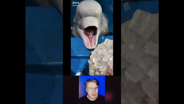 Зачем белухи едят лед? смотреть онлайн