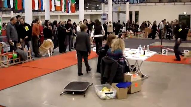 CACIB Vilnius 20.12.2009. Akita смотреть онлайн
