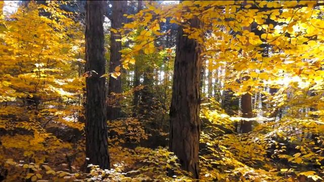 Нежная музыка, успокаивает нервную систему и радует душу - лечебная музыка для сердца и сосудов #11 смотреть онлайн