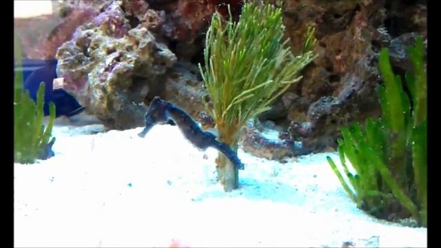 Electric Seahorse??? смотреть онлайн
