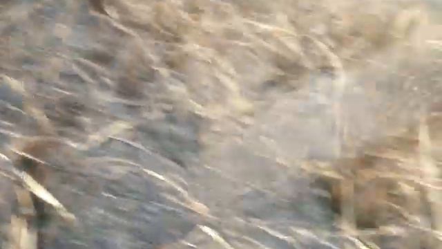 El trencito de el lacreo gocho ahi en el monte bien weno смотреть онлайн