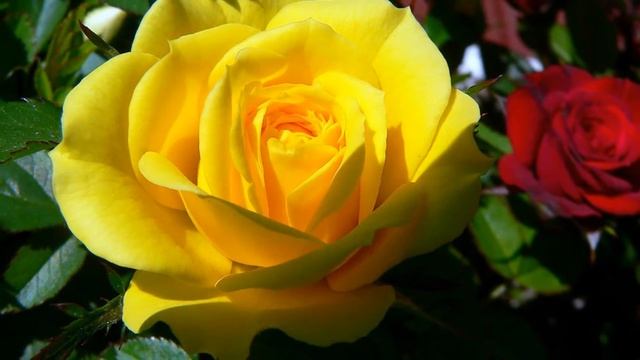 Розы на день рождение.