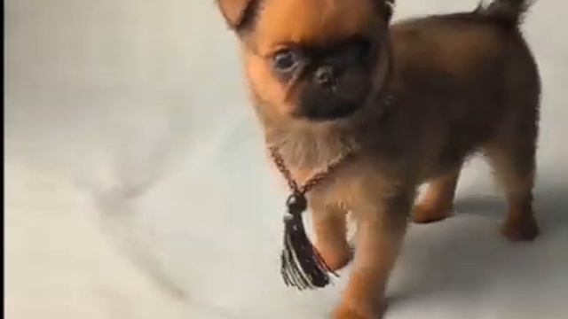 #щенок #птибрабансон #crystaldream Продажа. Перспективный. РКФ. +79261148915 смотреть онлайн