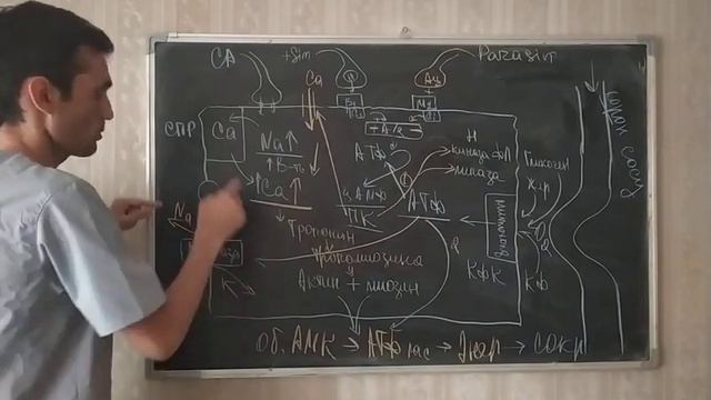 Физиология. Механизм сокращение сердце. #23 смотреть онлайн