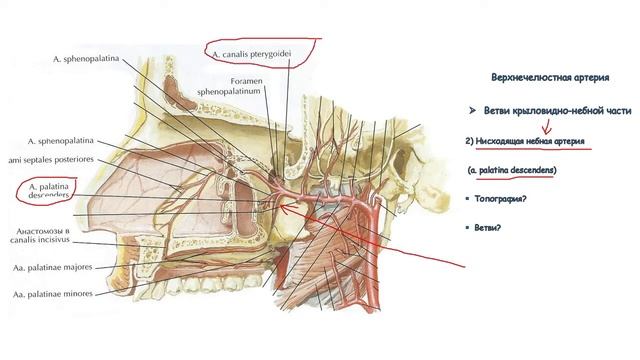 верхнечелюстная артерия