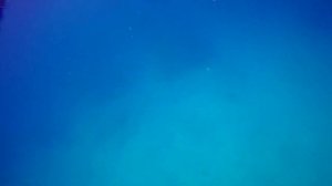 Большой Барьерный Риф. Австралия. Дайвинг. Great Barrier reef. Australia. LIVEABOARD