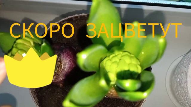 🙈/СЮРПРИЗ В ШОКОЛАДКЕ/ИДЕЯ ПОДАРКА/ ËЛОЧКА- МИНИ ОГОНЬКИ/🌟🌟🌟/ МАЛЕНЬКАЯ ПОМОЩНИЦА🥰 смотреть онлайн