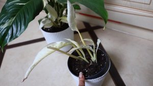 Спатифиллум Пикассо! Spathiphyllum Picasso!Все листья белые! ?