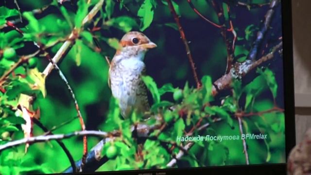 " МИРУ МИР ВО ВСЕХ МИРАХ! " - МЕДИТАЦИЯ 22.05.23г. смотреть онлайн