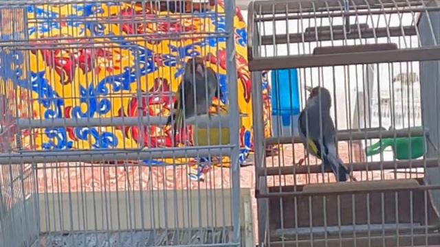 саба чанг 22 мая 2023 г. смотреть онлайн