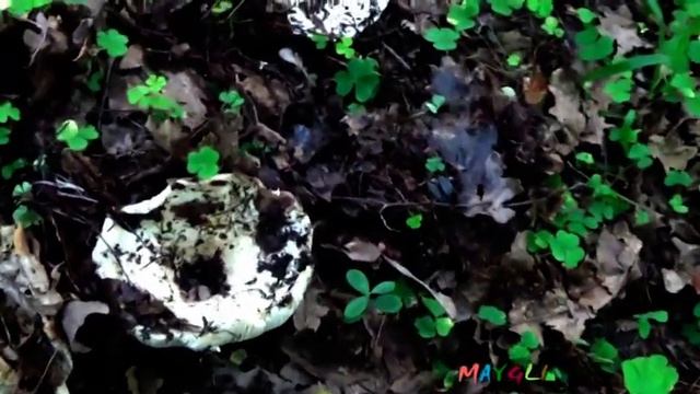 Грибы Лисички и Зонтики., Свинушки - Кобылки в лесу. смотреть онлайн