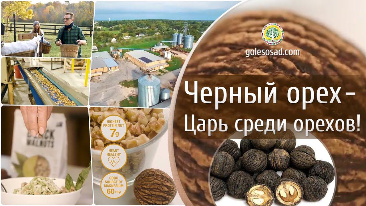 ЧЕРНЫЙ ОРЕХ - ЦАРЬ СРЕДИ ОРЕХОВ!