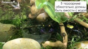 Оформляем террариум для крабов вампиров!