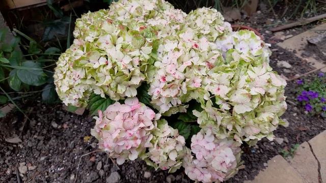 3 new Hydrangeas - Pandorra White Pink, Silver Dollar & Bobo смотреть онлайн