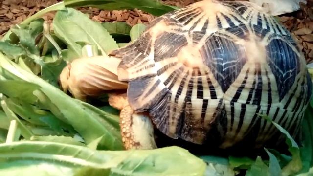 Radiata high yellow смотреть онлайн