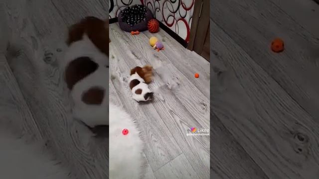 Джек Рассел терьер шикарная девочка 🔥😍🤗 смотреть онлайн