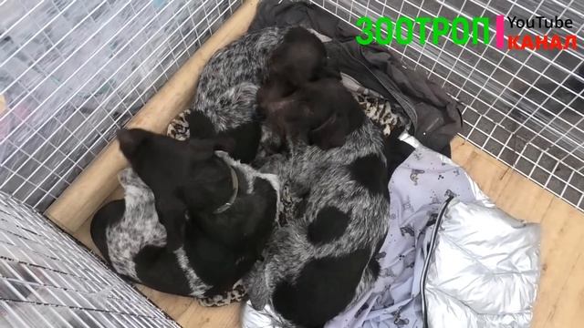Собачий рынок Одесса. Староконный базар. Продажа щенков и котят. Топ 5. Птичка. Собаки. #зоотроп смотреть онлайн