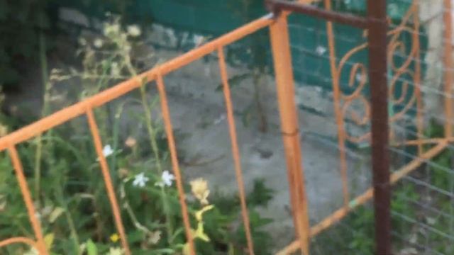 #Pigeons.Про вертячку у голубей и якобы лечение. смотреть онлайн