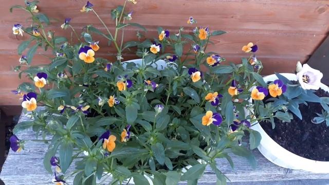 ВИОЛА" КОРНУТА " - ПЛЮСЫ И МИНУСЫ смотреть онлайн