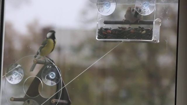 Воробей в кормушке смотреть онлайн