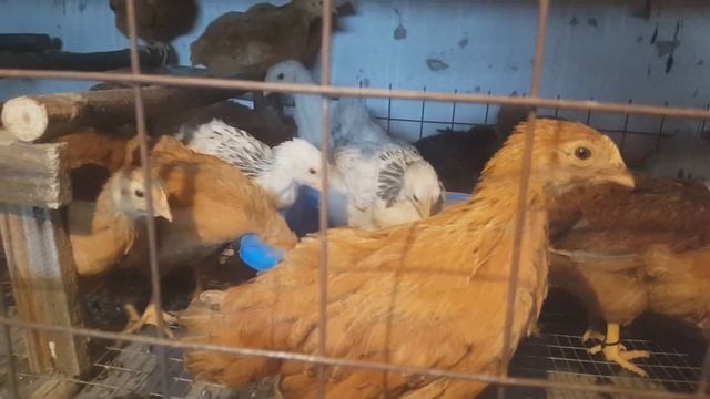 Содержание цыплят от 3-х недель (2 часть) Клетки для цыплят своими руками смотреть онлайн