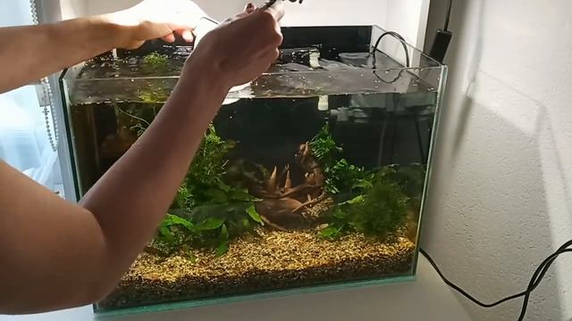 Запуск аквариума (кратко): папоротники, анциструсы, креветки. смотреть онлайн