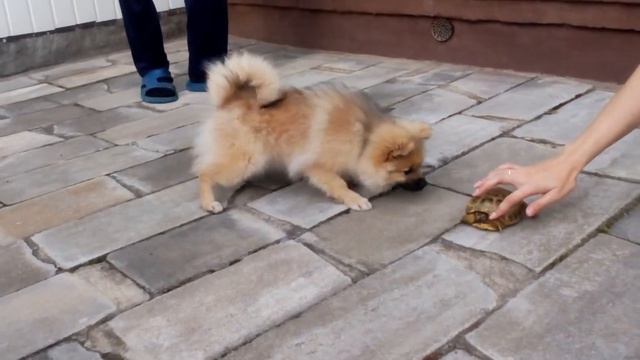 Встреча щенка померанца с черепахой.Кто кого? смотреть онлайн