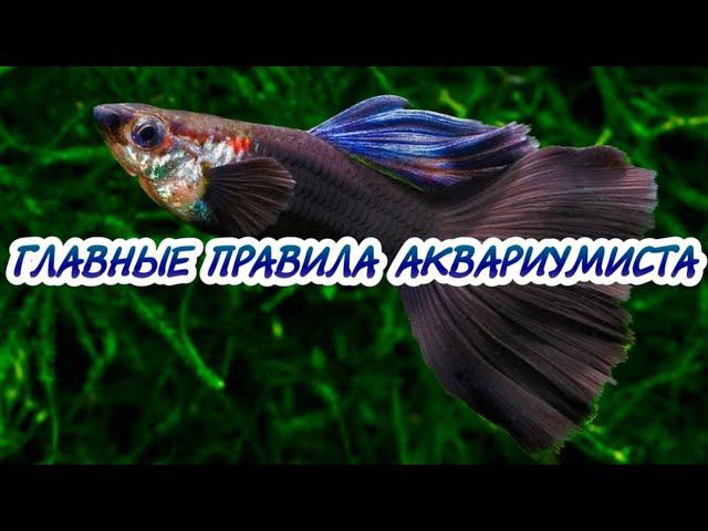 15 ГЛАВНЫХ ПРАВИЛ АКВАРИУМИСТИКИ смотреть онлайн